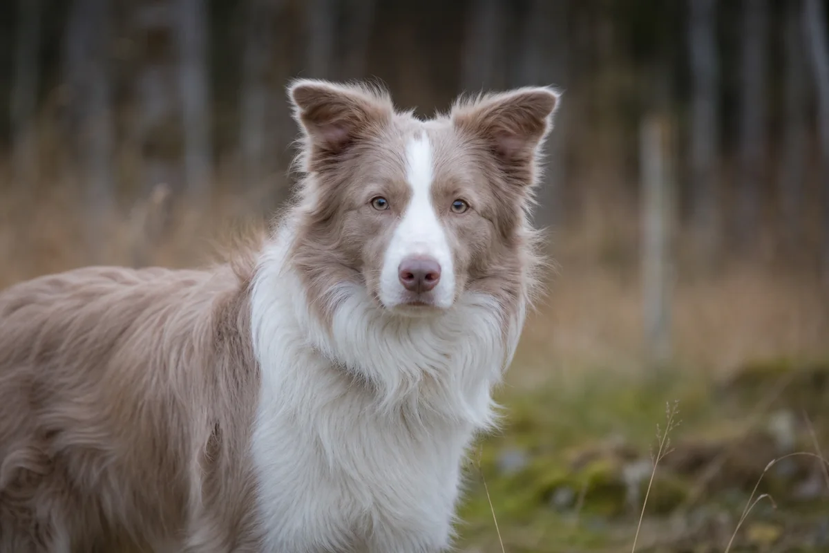Border Collie with a lilac dilute coat