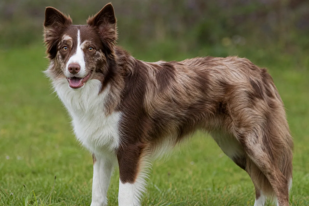 Illustrative brown or red merle Border Collie