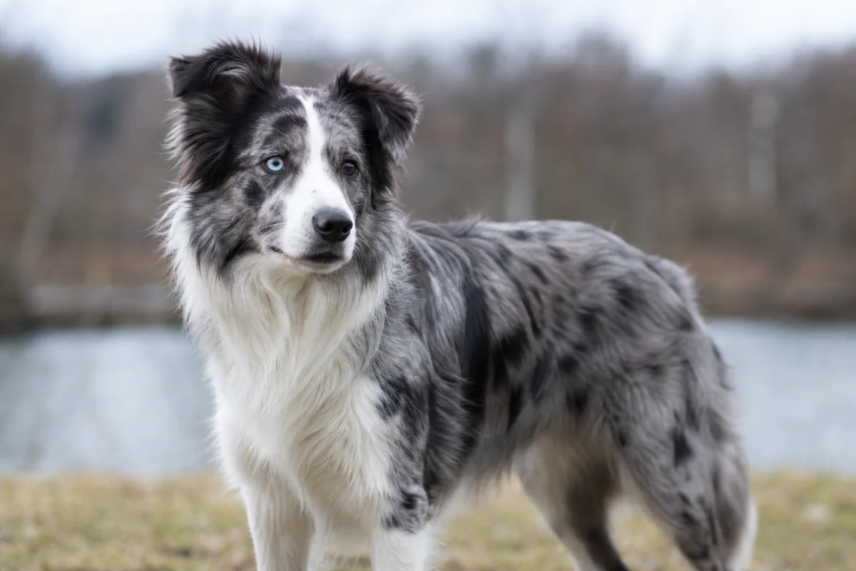 Illustrative slate merle Border Collie